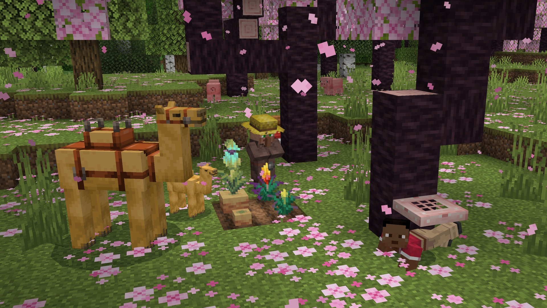 A Minecraft screenshot featuring a player crawling under a cherry wood trapdoor in a cherry grove, with a villager standing near some planted flowers, and a pair of camels.